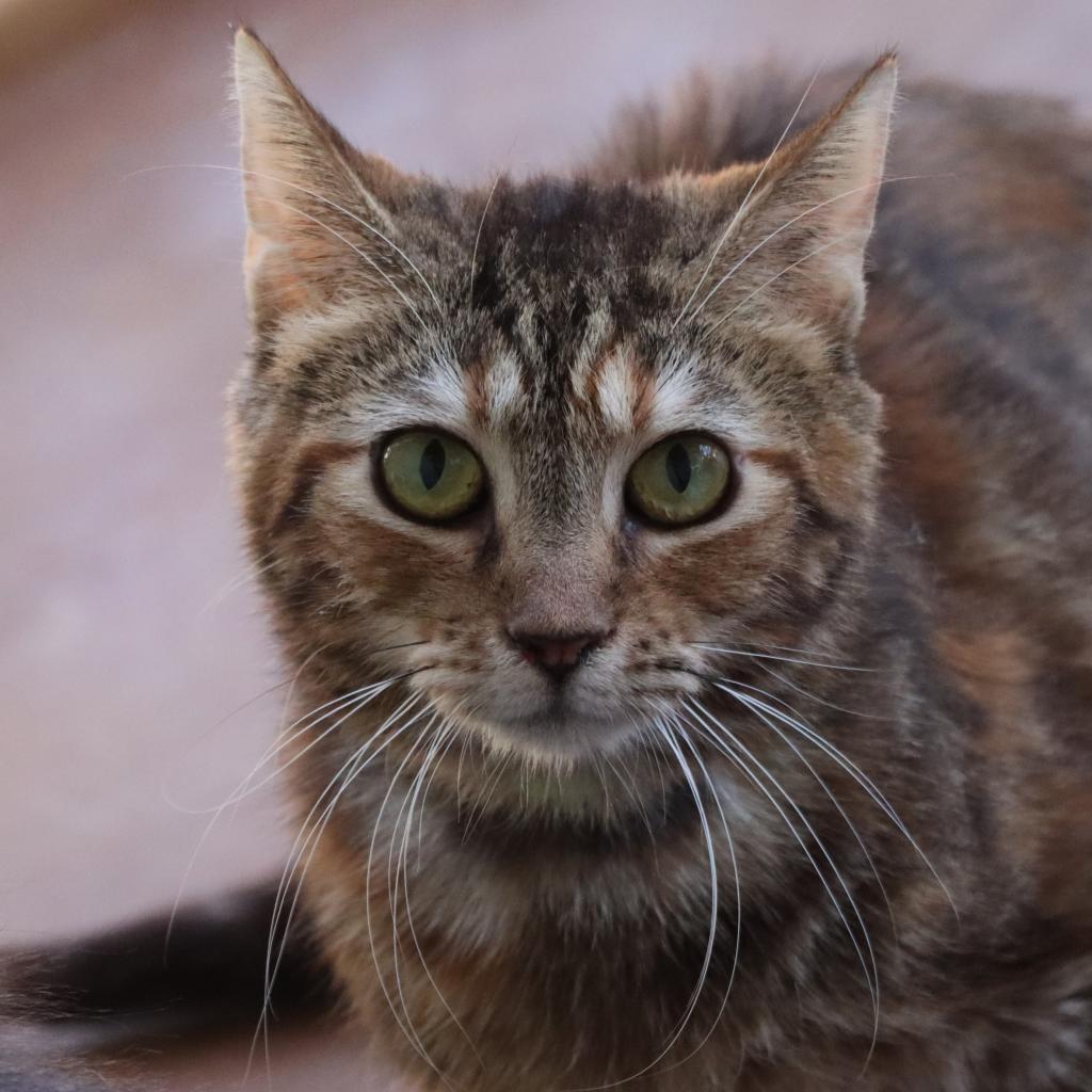 Enlarge Mum, a Adoptable Domestic Short Hair in Tucson, AZ image 1/2