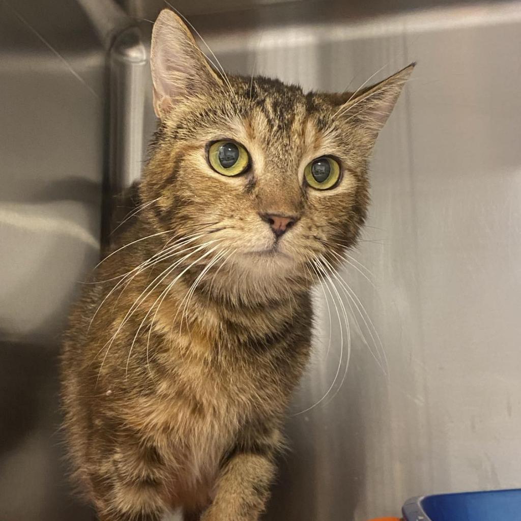 Enlarge Mum, a Adoptable Domestic Short Hair in Tucson, AZ image 2/2