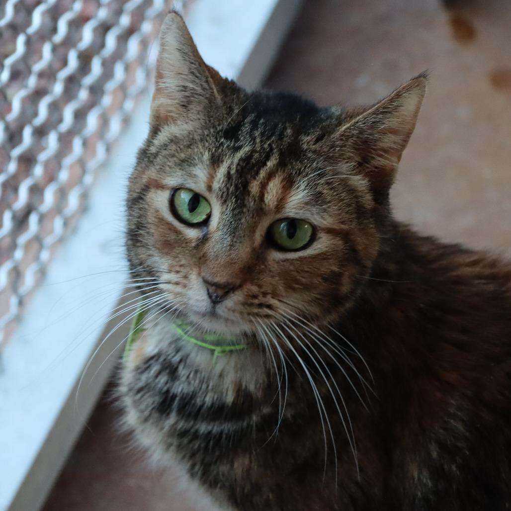 Enlarge Mum, a Adoptable Domestic Short Hair in Tucson, AZ image 3/3