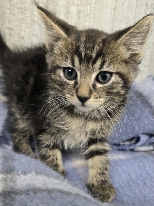 Maki, Adoptable, Kitten Female Domestic Short Hair.