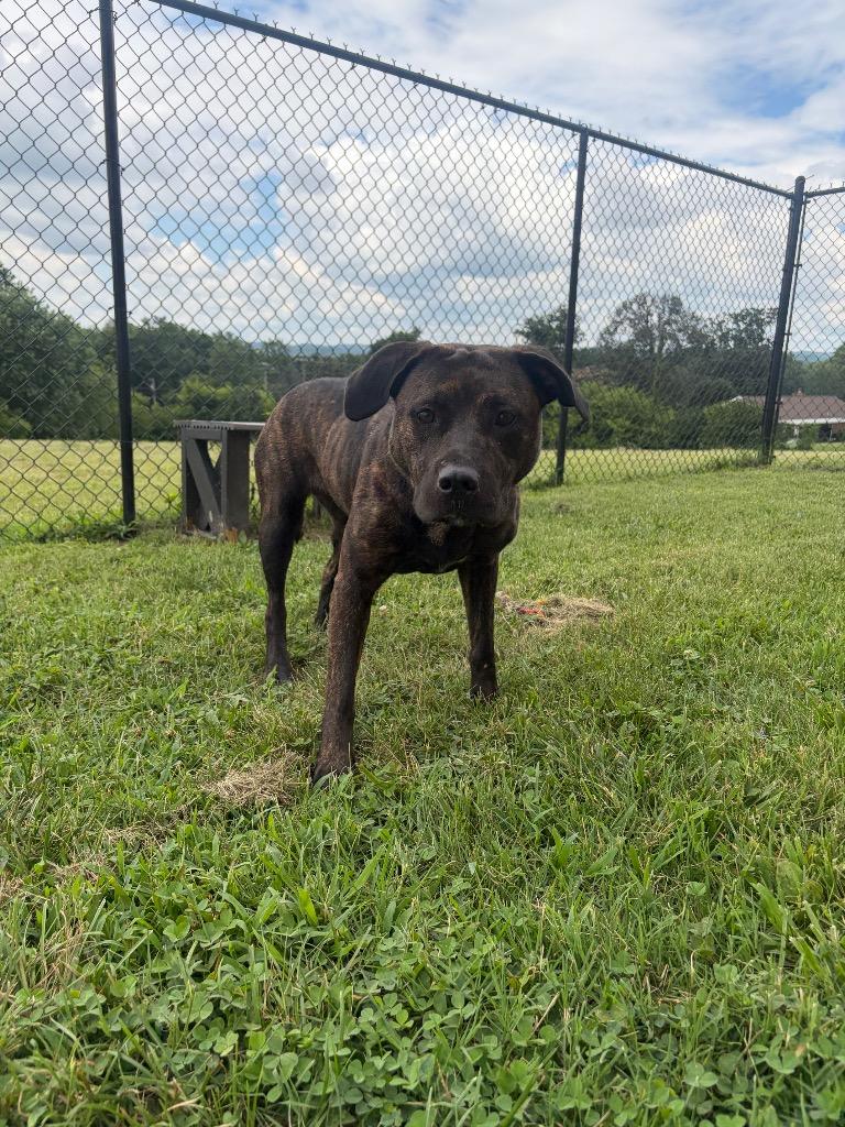 Trixie, Adoptable, Adult Female Mixed Breed.