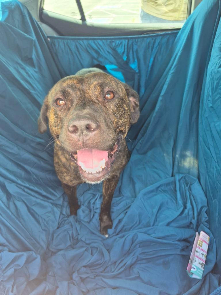 Enlarge Trixie, a Adoptable mixed breed in Gallatin, TN image 2/3