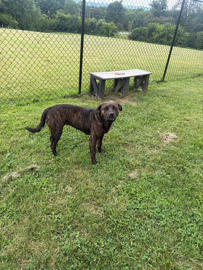 Enlarge Trixie, a Adoptable mixed breed in Gallatin, TN image 3/3