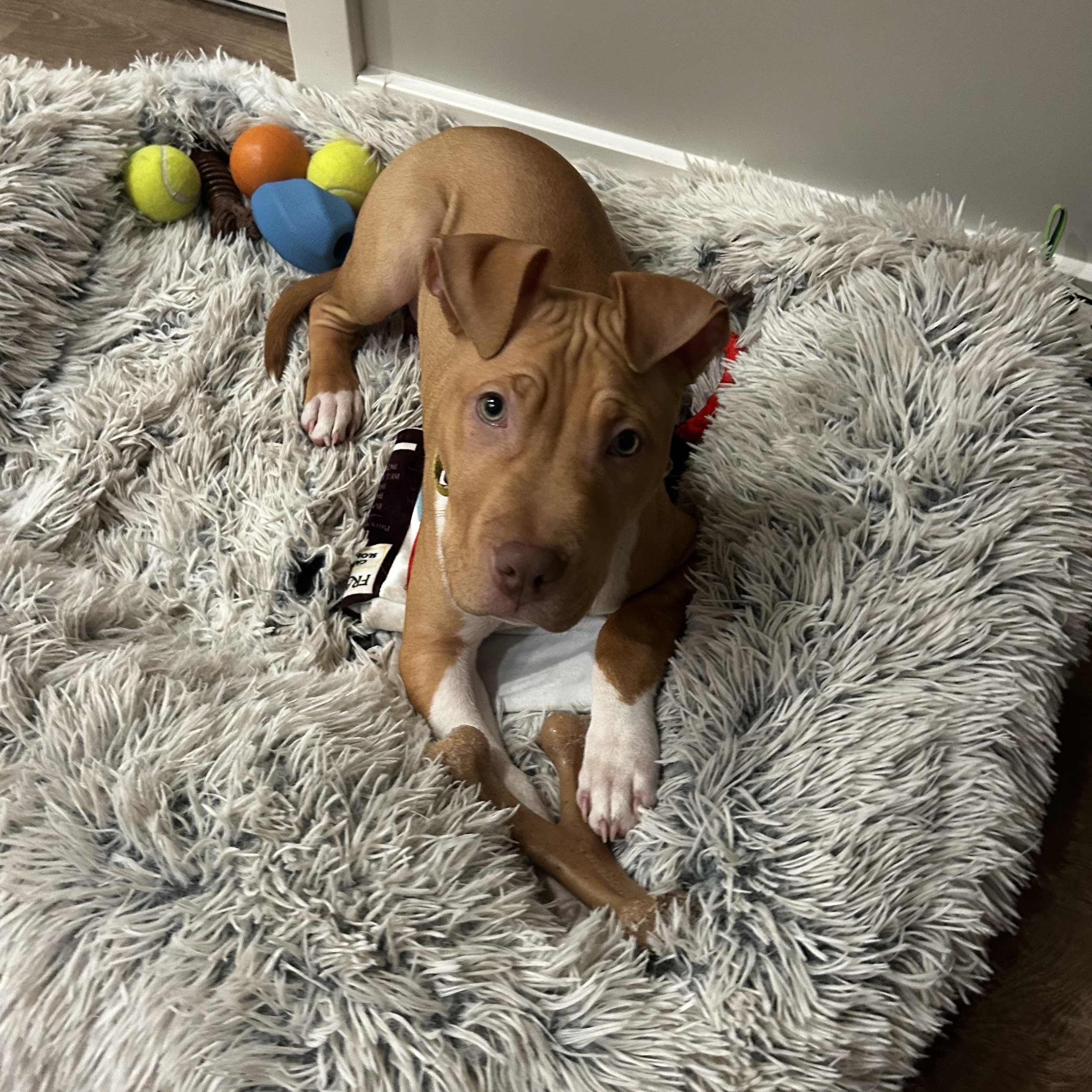 Enlarge Prada, an adopted mixed breed in Columbus, OH image 5/6