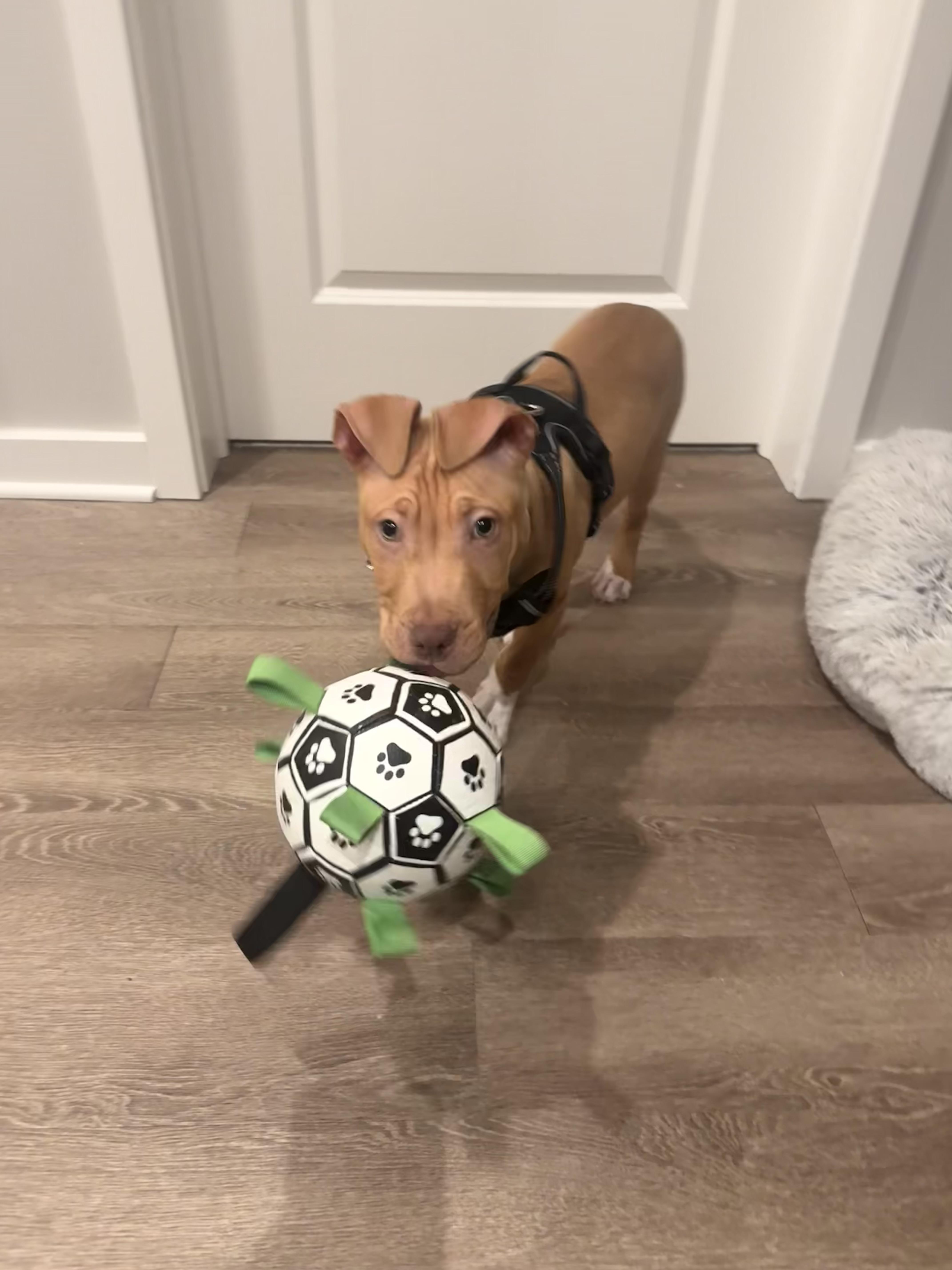 Enlarge Prada, an adopted mixed breed in Columbus, OH image 6/6