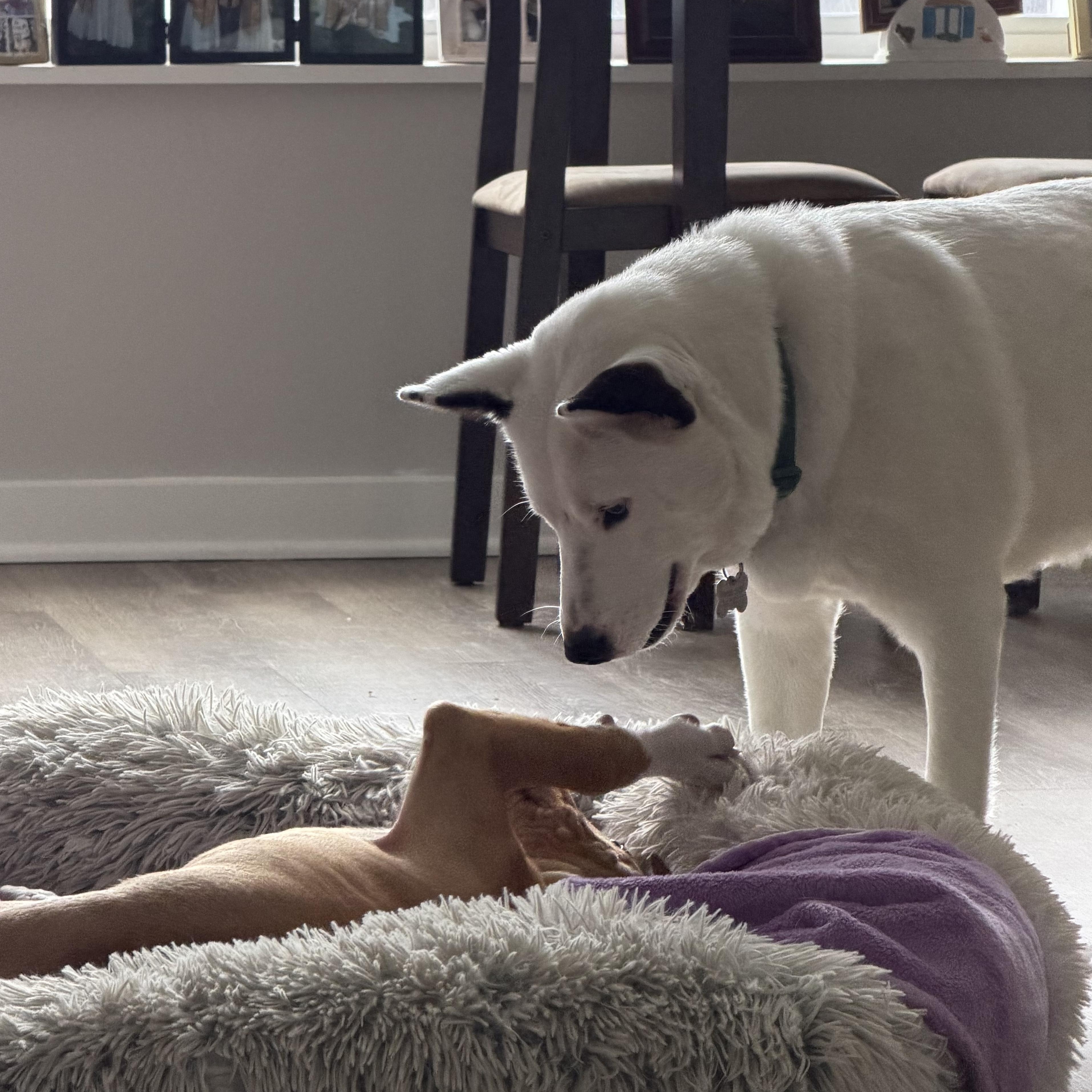 Enlarge Prada, an adopted mixed breed in Columbus, OH image 3/6