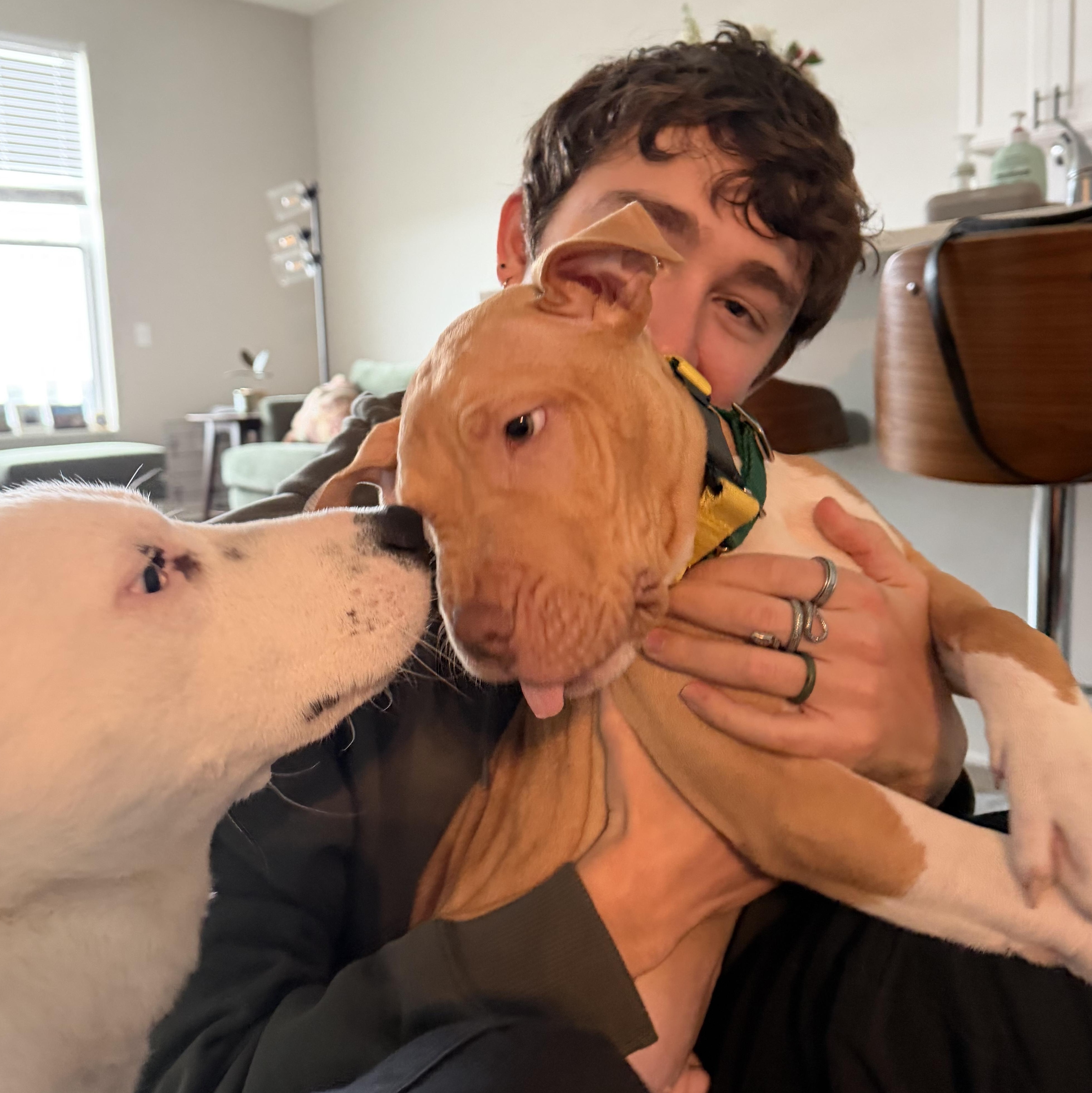 Enlarge Prada, an adopted mixed breed in Columbus, OH image 4/6