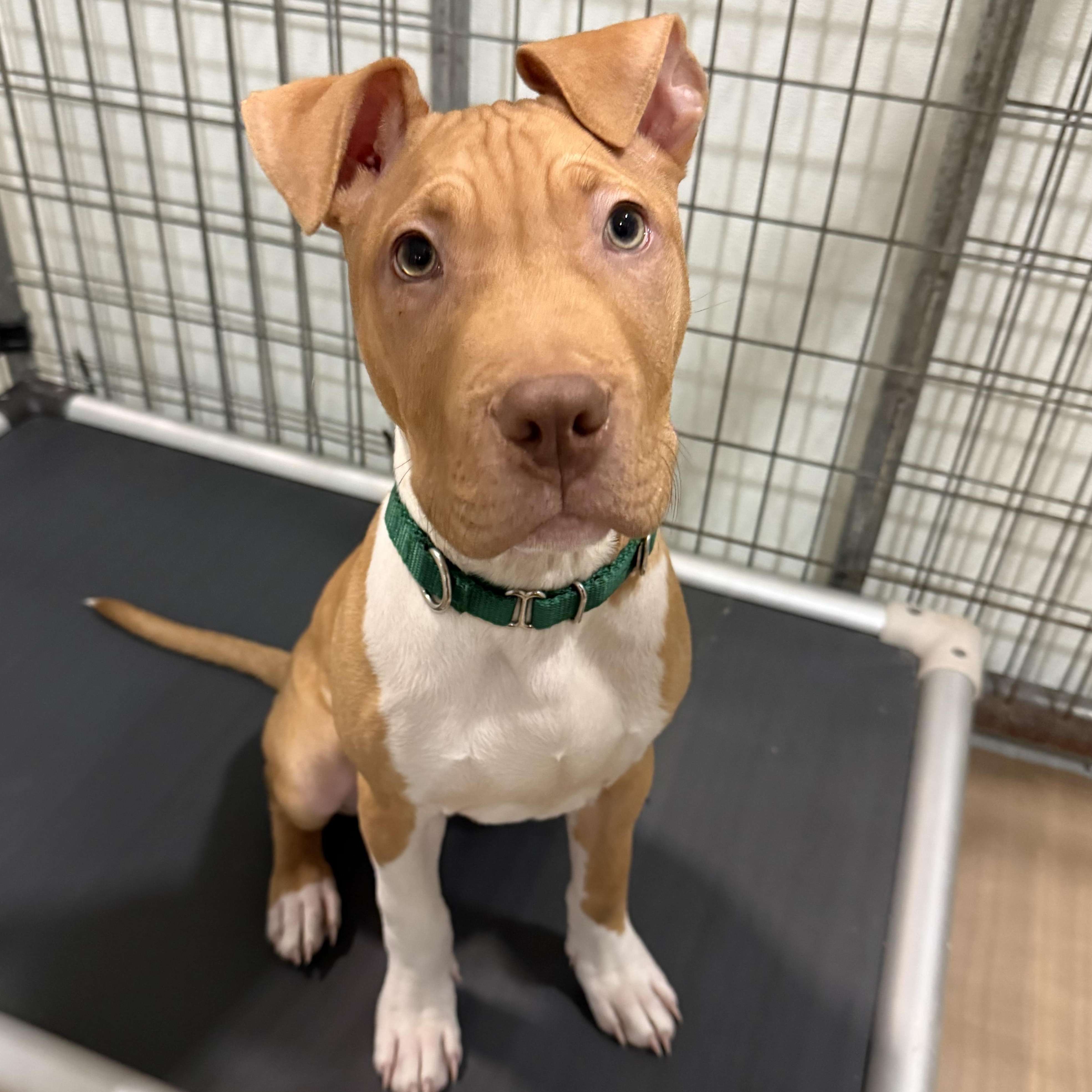 Enlarge Prada, an adopted mixed breed in Columbus, OH image 1/6