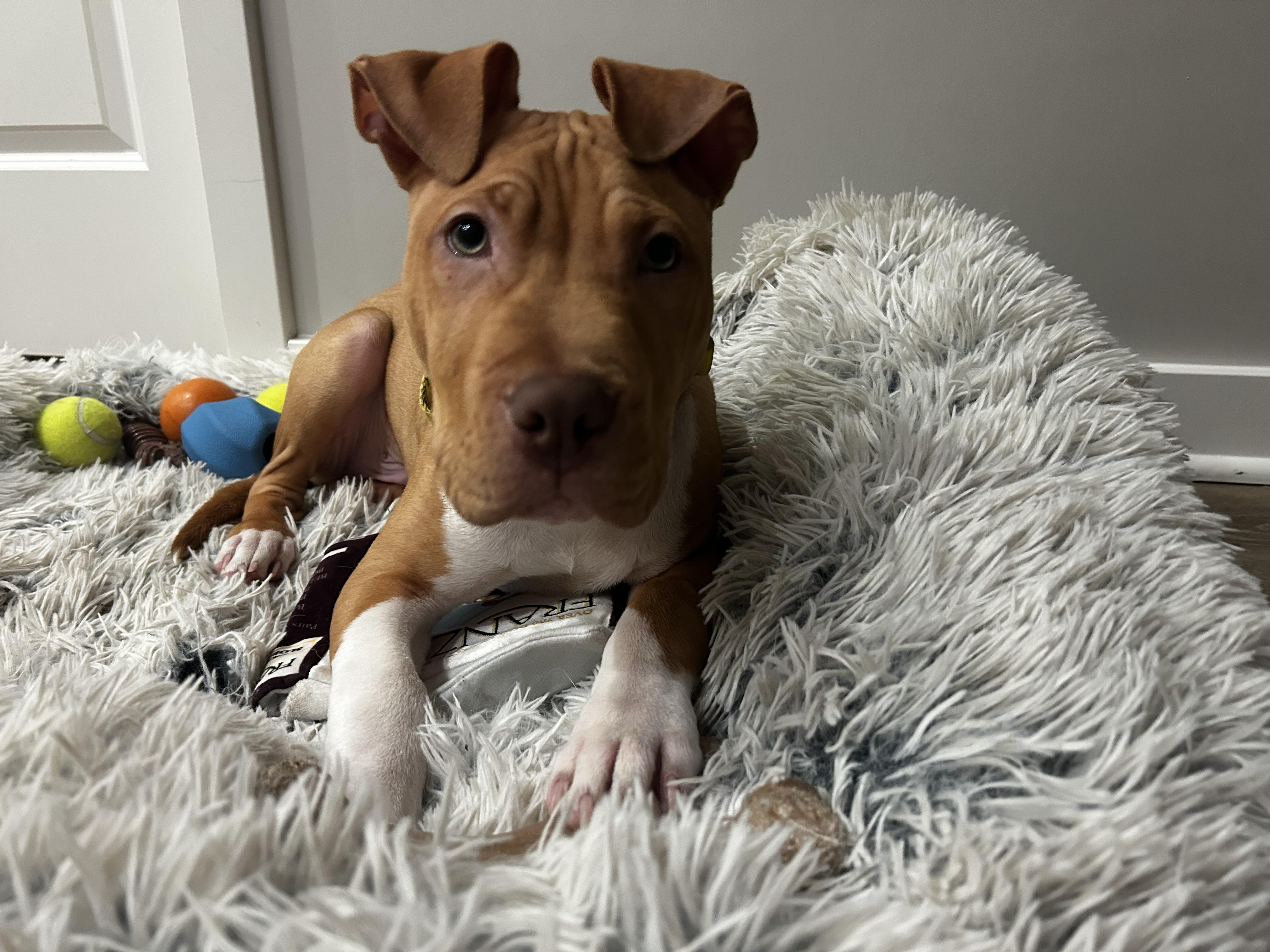 Enlarge Prada, an adopted mixed breed in Columbus, OH image 2/6