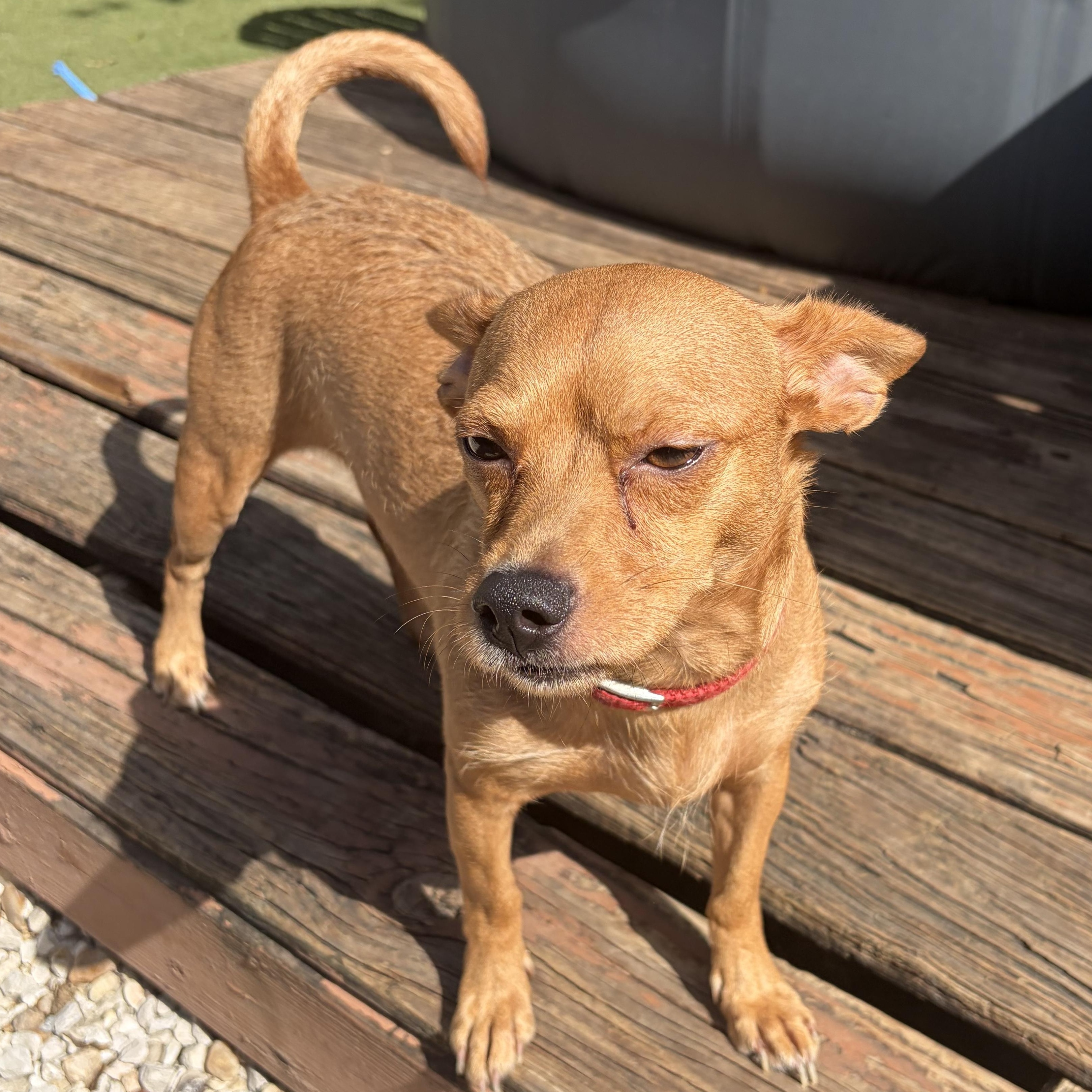 Enlarge Anastasia — As Close to Perfect as They Come, a Adoptable mixed breed in Portage, MI image 4/6
