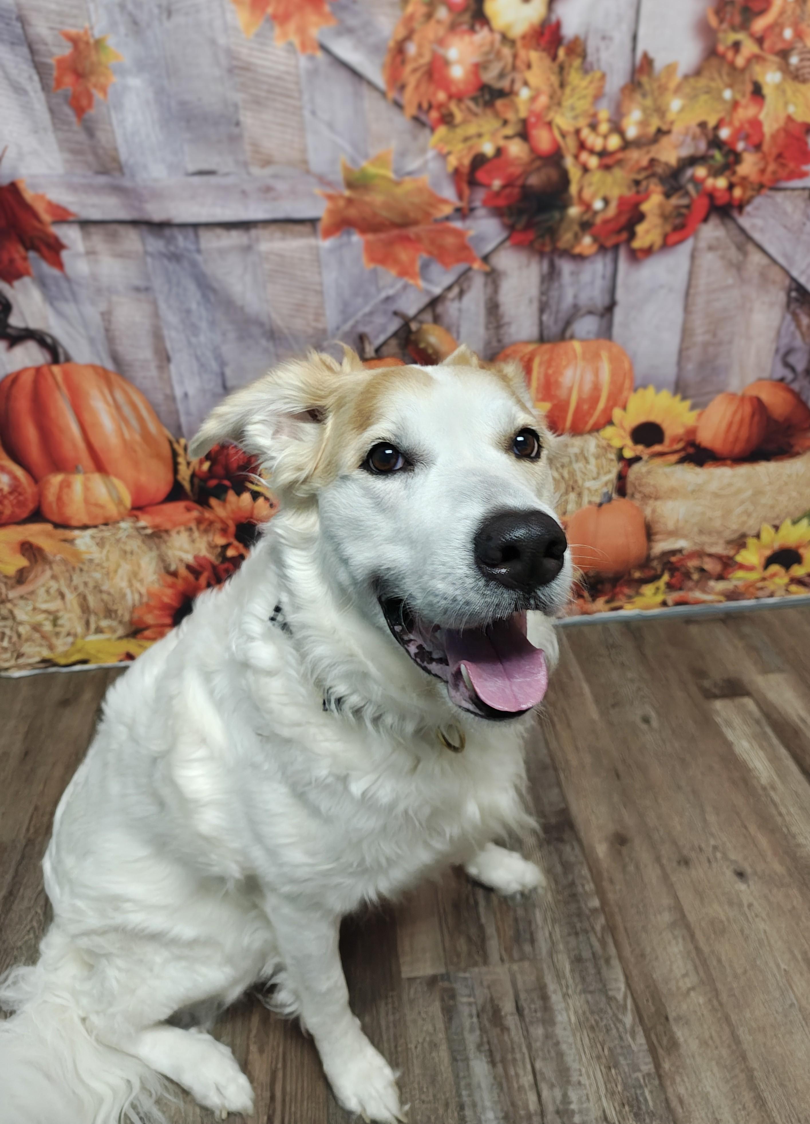 Enlarge Marley, a Adoptable Mixed Breed in Oconto, WI image 2/2