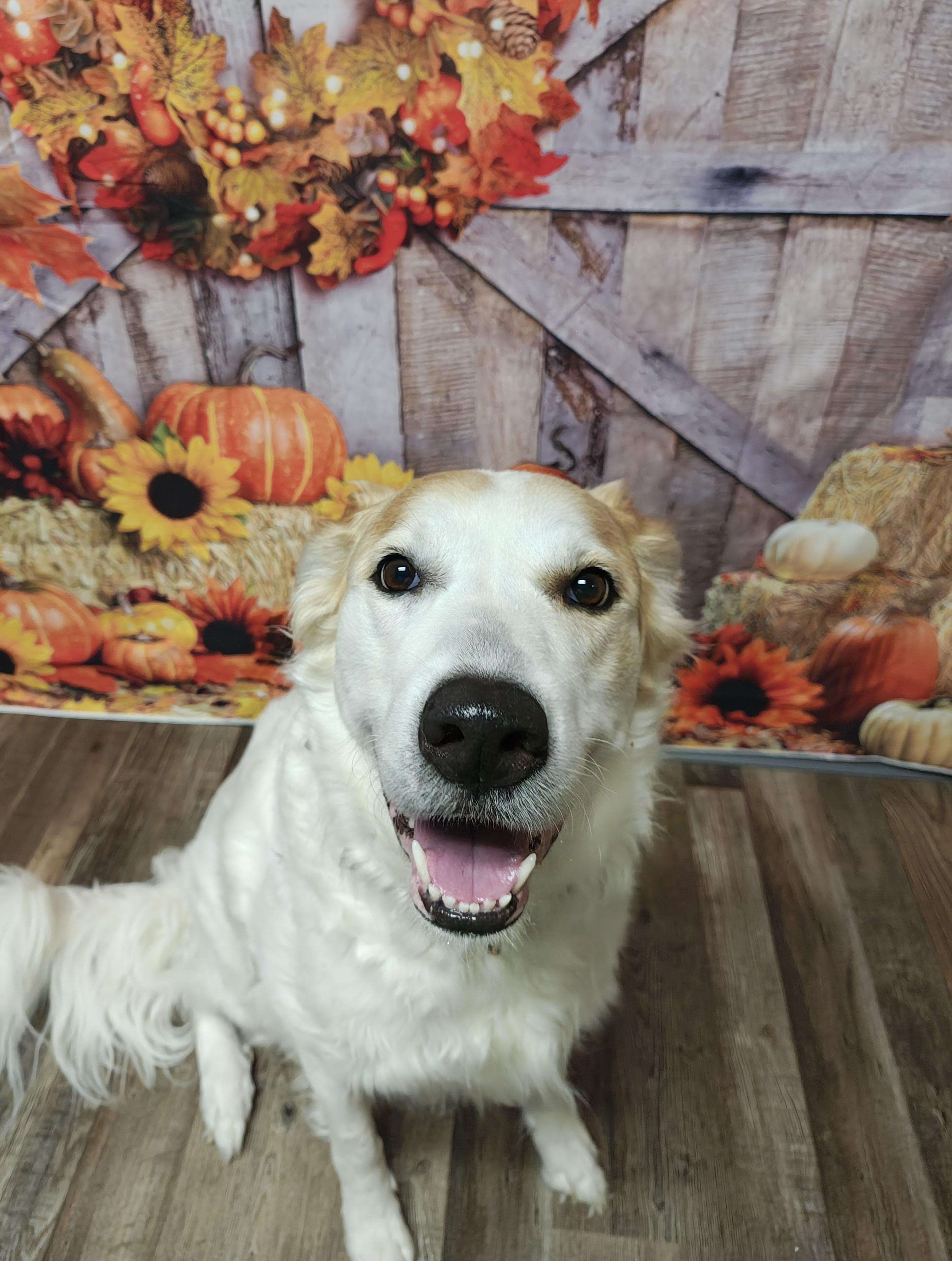 Marley, Adoptable, Adult Female Mixed Breed.