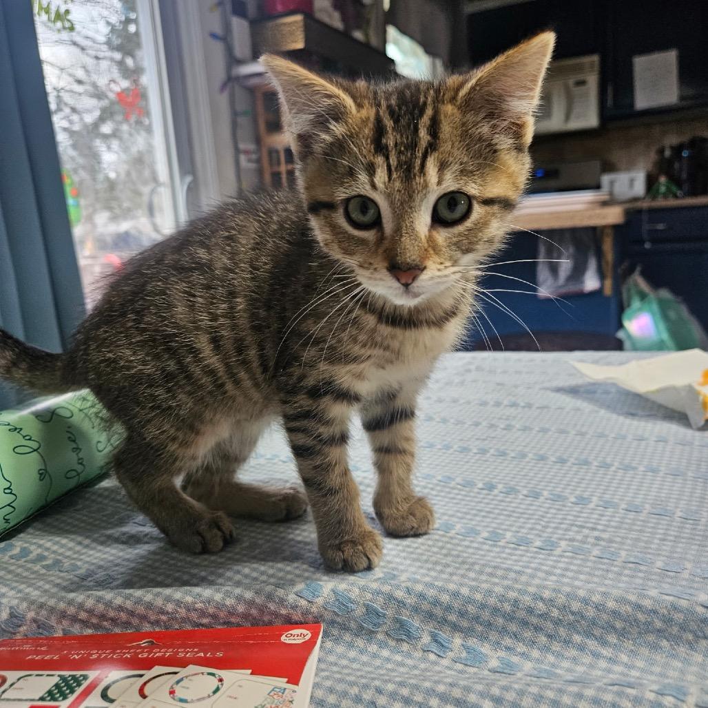 Enlarge Cinnamon, a Adoptable Domestic Short Hair in Mundelein, IL image 1/1