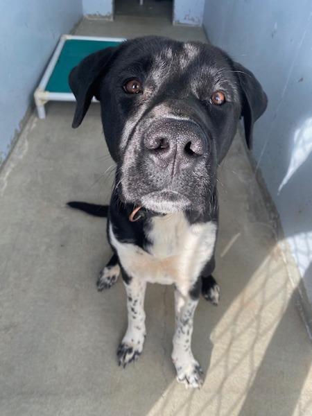 Enlarge Boots, a Adoptable mixed breed in Port Alberni, BC image 1/6