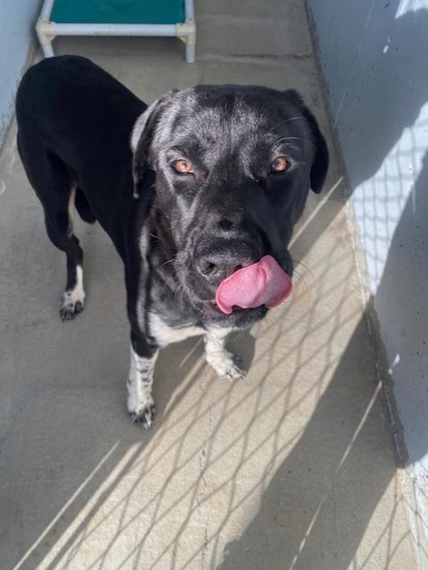 Enlarge Boots, a Adoptable mixed breed in Port Alberni, BC image 2/6