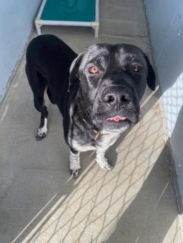 Enlarge Boots, a Adoptable mixed breed in Port Alberni, BC image 3/6
