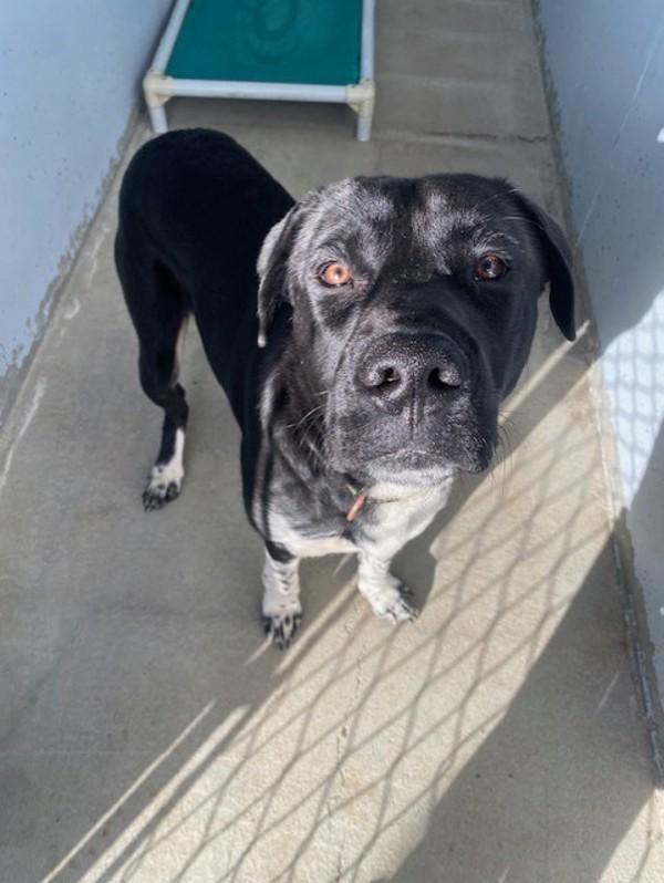 Enlarge Boots, a Adoptable mixed breed in Port Alberni, BC image 4/6