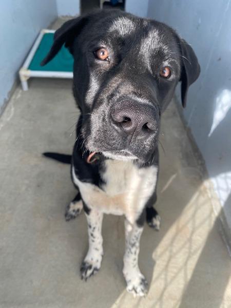 Enlarge Boots, a Adoptable mixed breed in Port Alberni, BC image 5/6