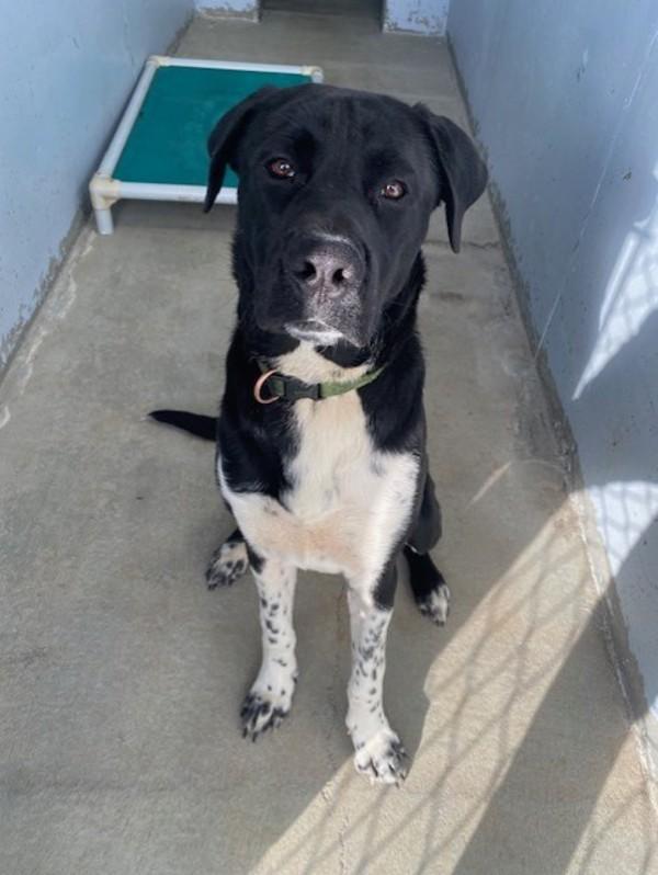 Enlarge Boots, a Adoptable mixed breed in Port Alberni, BC image 6/6