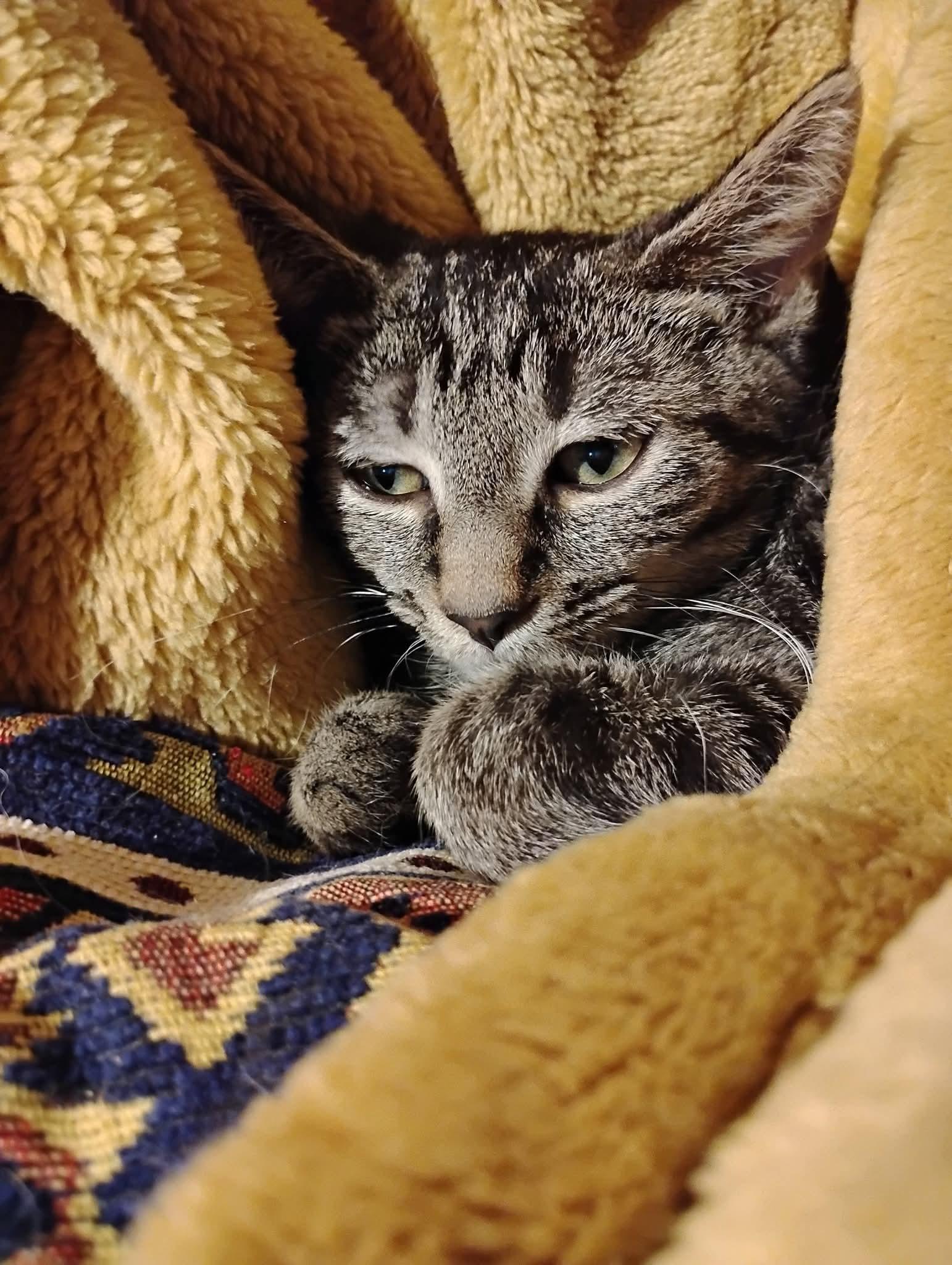 Genny (Genesis), a Adoptable Tabby in Hoboken, NJ image 2/5