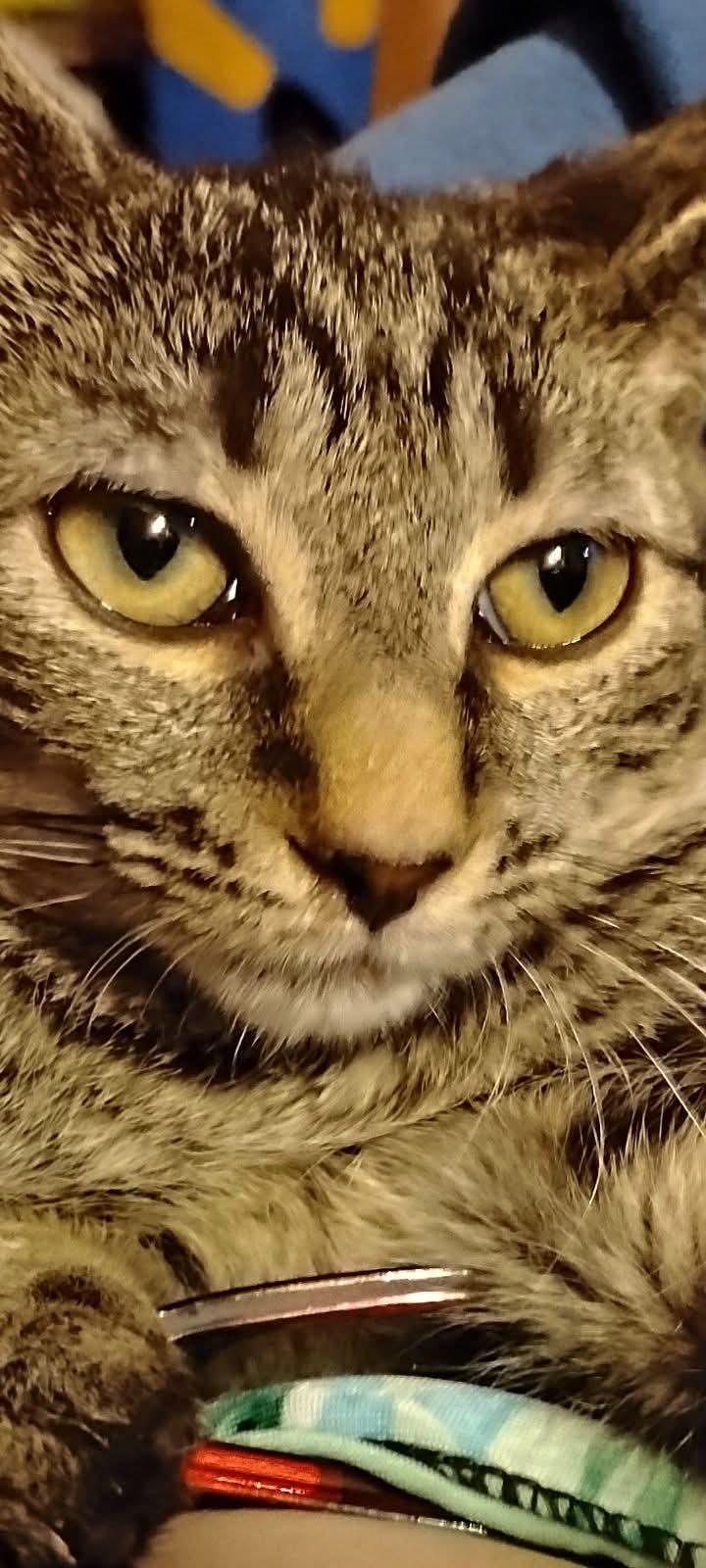 Genny (Genesis), a Adoptable Tabby in Hoboken, NJ image 3/5