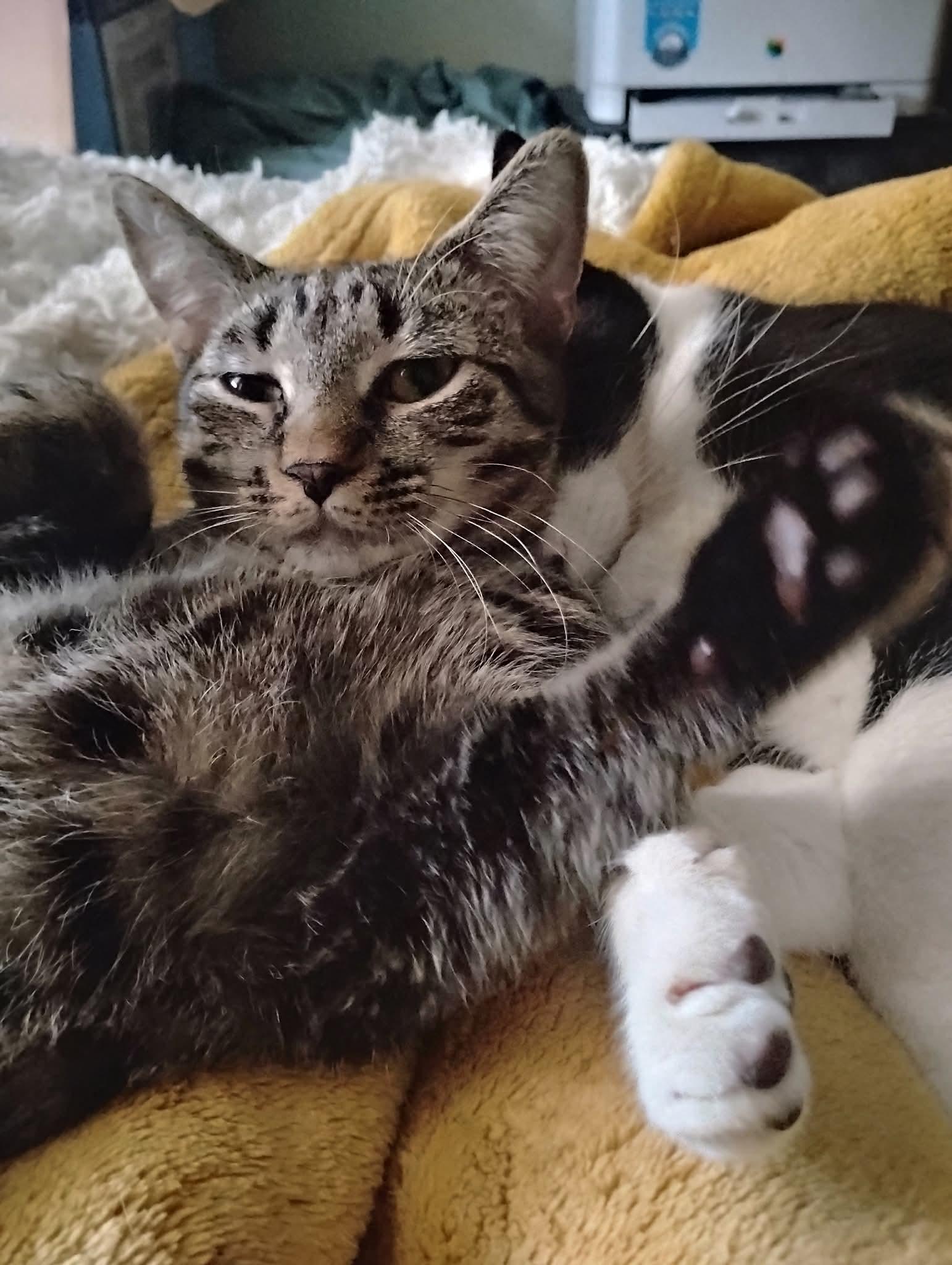 Genny (Genesis), a Adoptable Tabby in Hoboken, NJ image 4/5