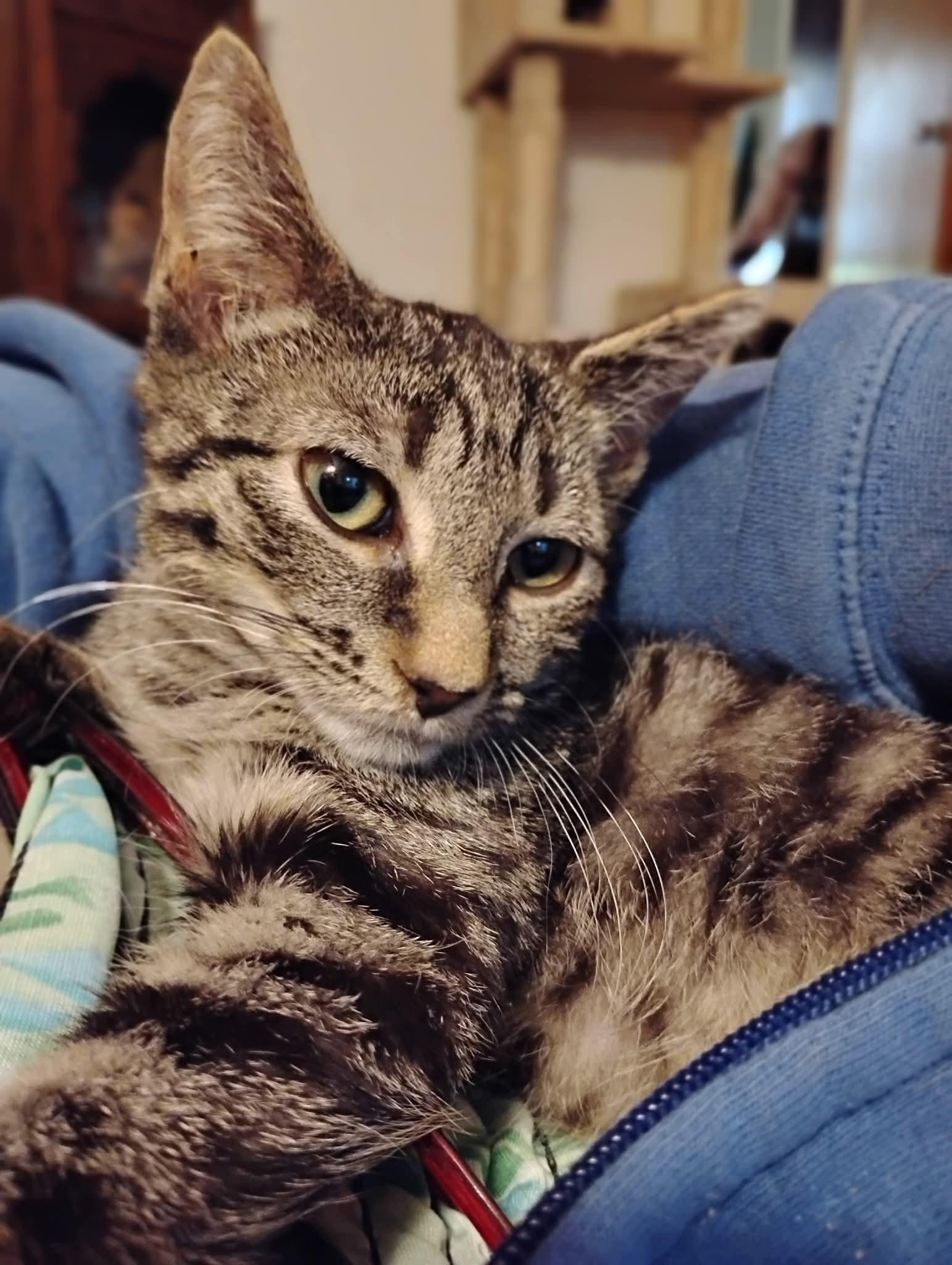 Genny (Genesis), a Adoptable Tabby in Hoboken, NJ image 5/5