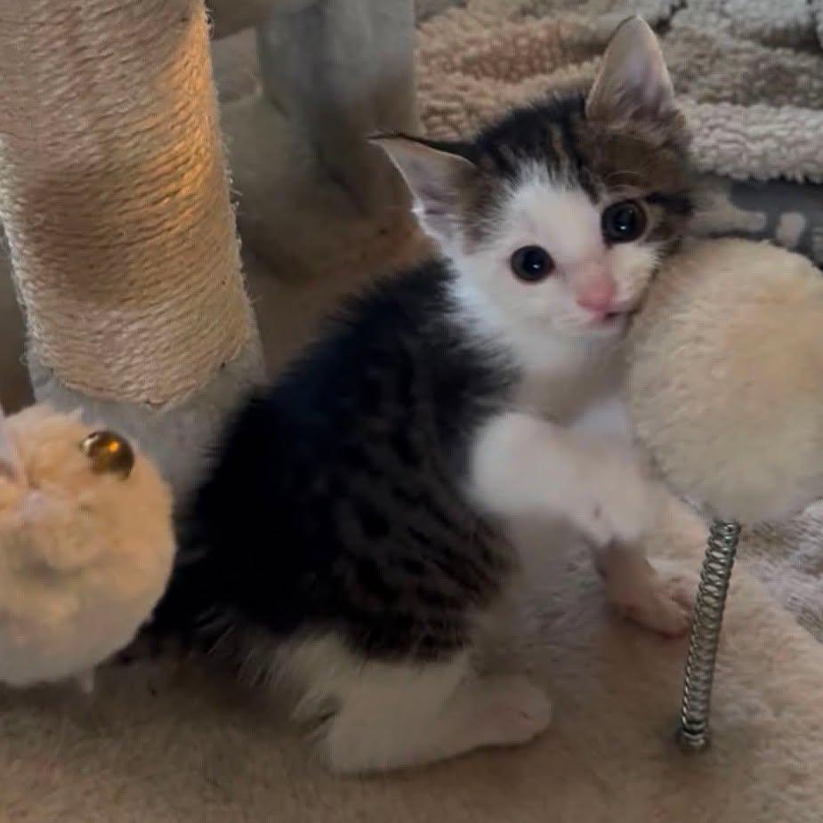 Kirby --Medium-Haired Cutie--, a Adoptable Domestic Medium Hair in Riverview, FL image 5/6