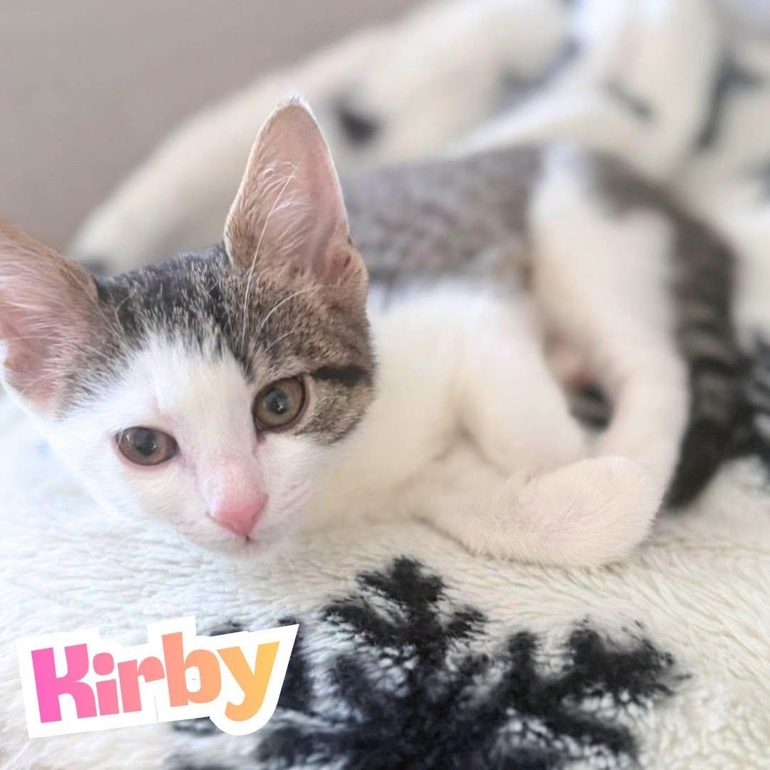 Kirby --Short-Haired Cutie--, Adoptable, Kitten Female Domestic Medium Hair.