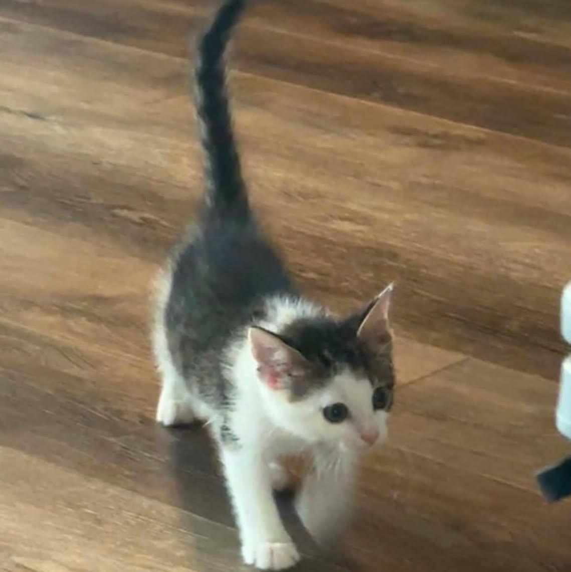 Kirby --Medium-Haired Cutie--, a Adoptable Domestic Medium Hair in Riverview, FL image 2/6