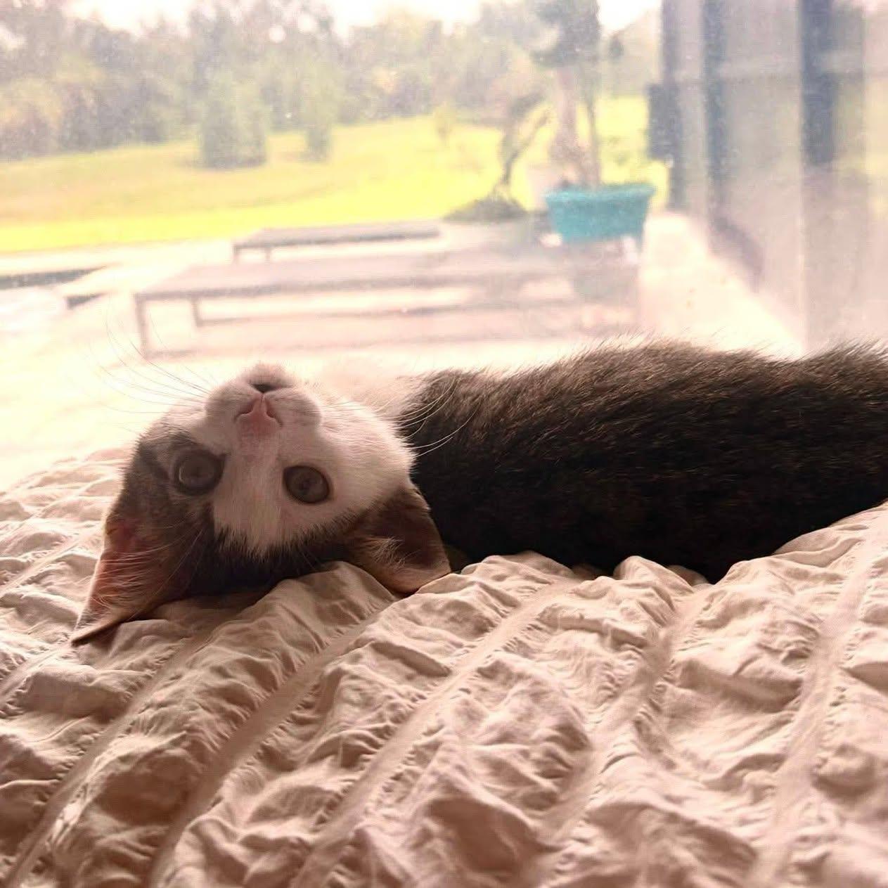 Enlarge Kirby --Short-Haired Cutie--, a Adoptable Domestic Medium Hair in Riverview, FL image 4/5