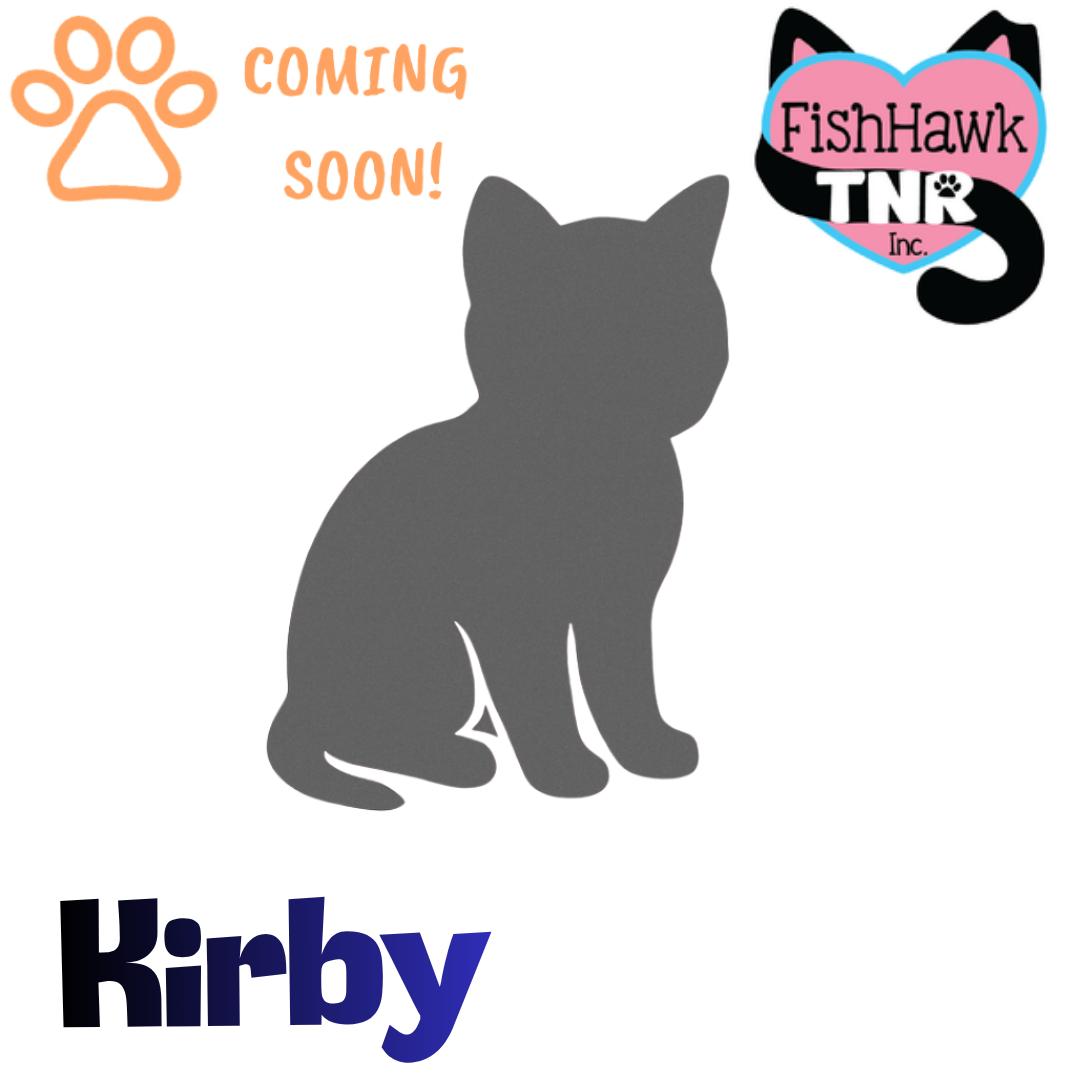 Kirby --Medium-Haired Cutie--, Adoptable, Kitten Male Domestic Medium Hair.