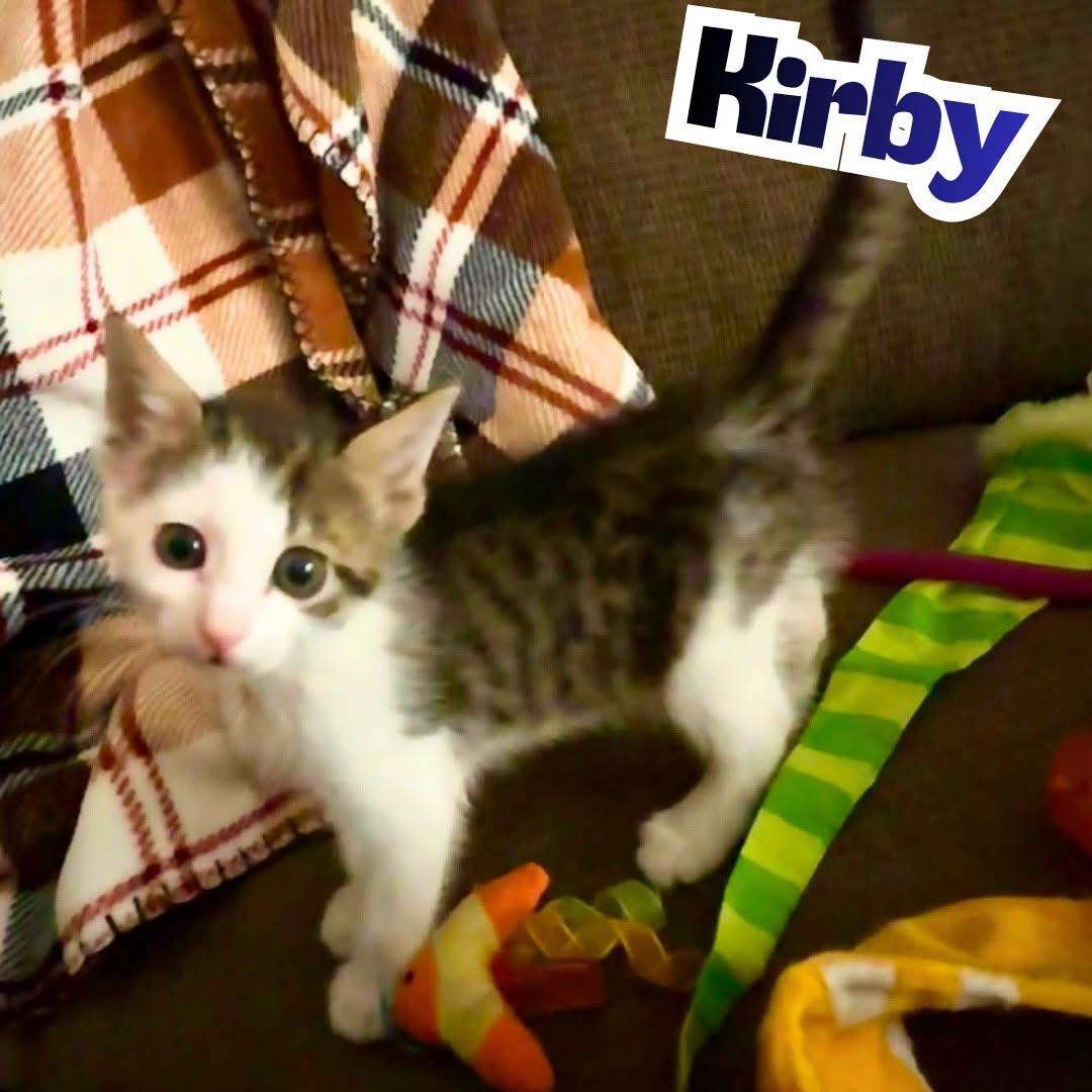 Kirby --Medium-Haired Cutie--, Adoptable, Kitten Female Domestic Medium Hair.
