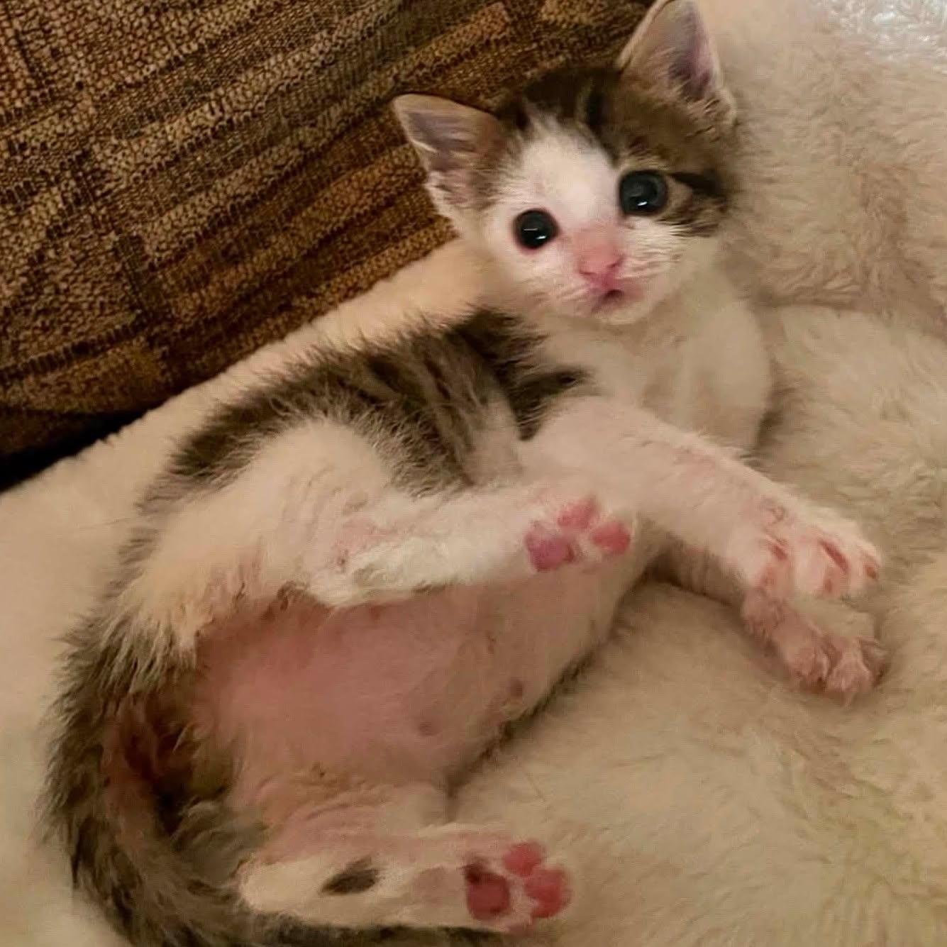 Kirby --Medium-Haired Cutie--, a Adoptable Domestic Medium Hair in Riverview, FL image 6/6
