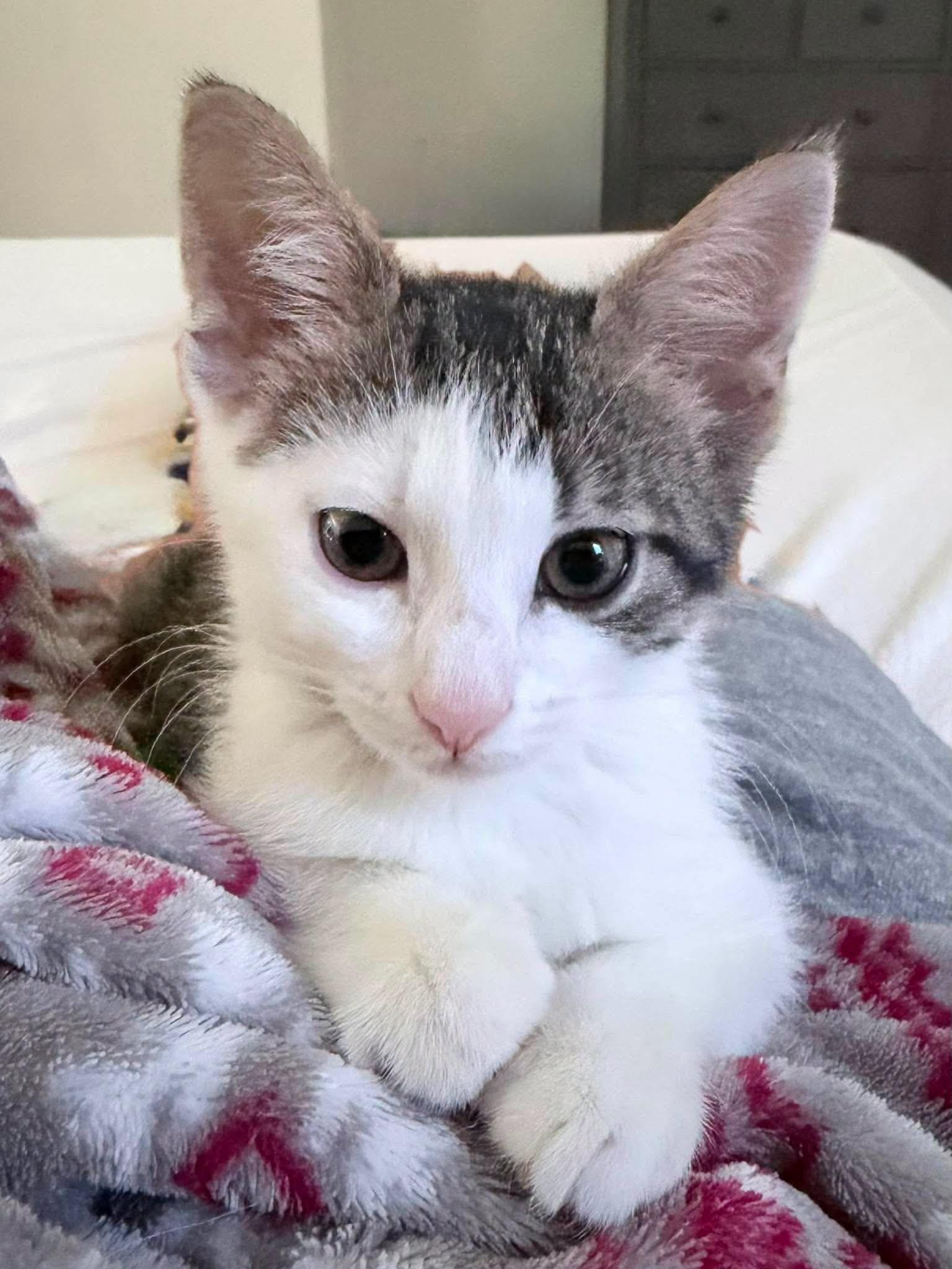 Enlarge Kirby --Short-Haired Cutie--, a Adoptable Domestic Medium Hair in Riverview, FL image 3/5