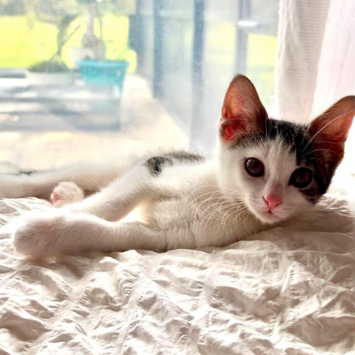 Enlarge Kirby --Short-Haired Cutie--, a Adoptable Domestic Medium Hair in Riverview, FL image 2/5