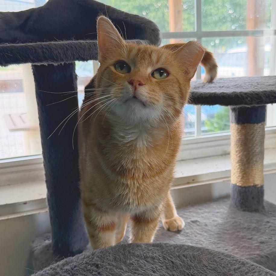 Enlarge Martie, a Adoptable Domestic Short Hair in Edwardsville, IL image 1/6