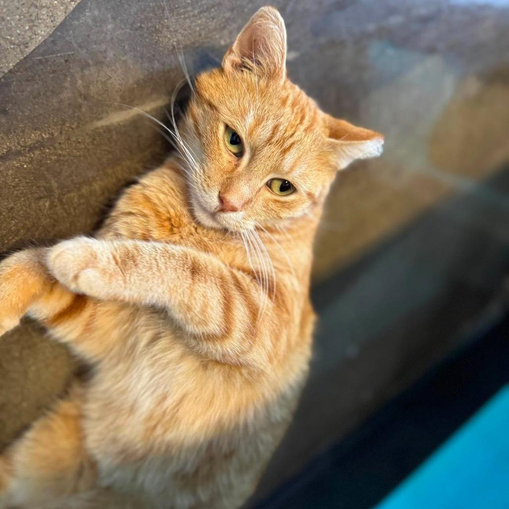 Enlarge Martie, a Adoptable Domestic Short Hair in Edwardsville, IL image 2/6