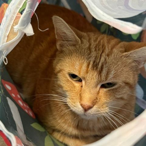 Enlarge Martie, a Adoptable Domestic Short Hair in Edwardsville, IL image 3/6