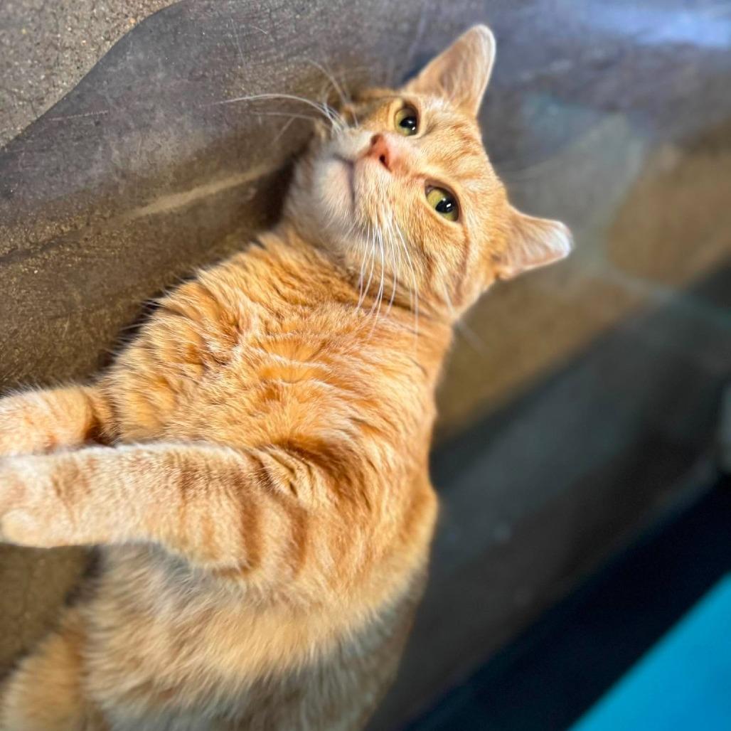 Enlarge Martie, a Adoptable Domestic Short Hair in Edwardsville, IL image 4/6