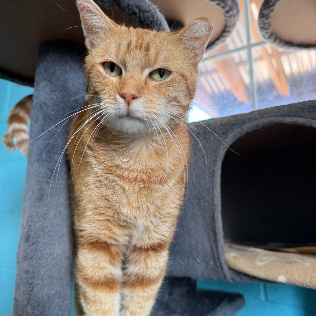 Enlarge Martie, a Adoptable Domestic Short Hair in Edwardsville, IL image 5/6