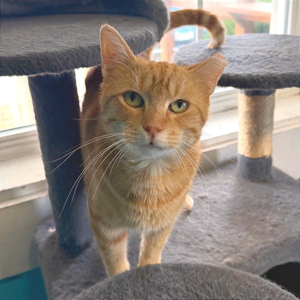 Enlarge Martie, a Adoptable Domestic Short Hair in Edwardsville, IL image 6/6