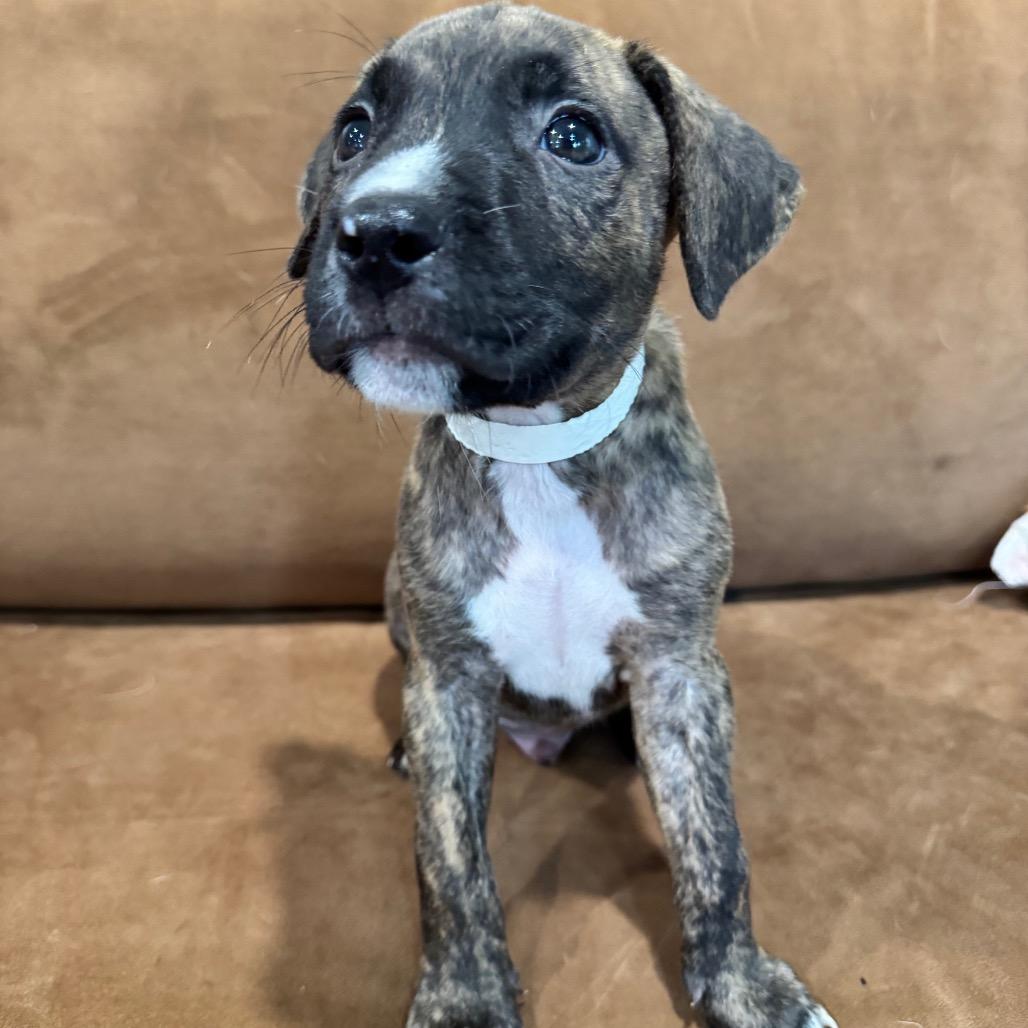 Enlarge BRUNO (683), a Adoptable mixed breed in Indiantown, FL image 4/5
