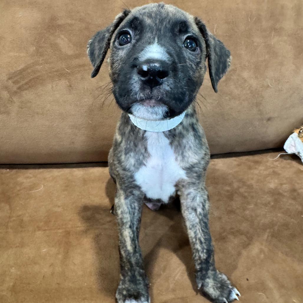 Enlarge BRUNO (683), a Adoptable mixed breed in Indiantown, FL image 3/5