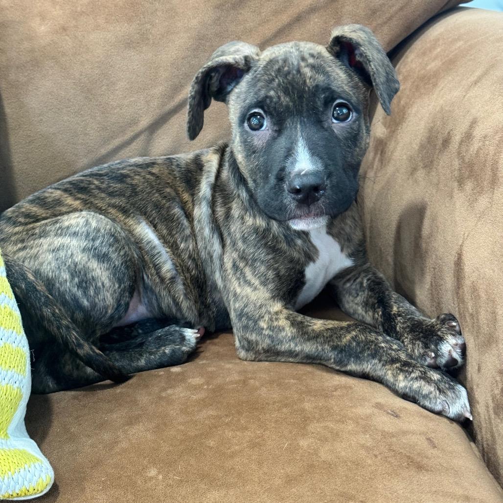 Enlarge BRUNO (683), a Adoptable mixed breed in Indiantown, FL image 2/5