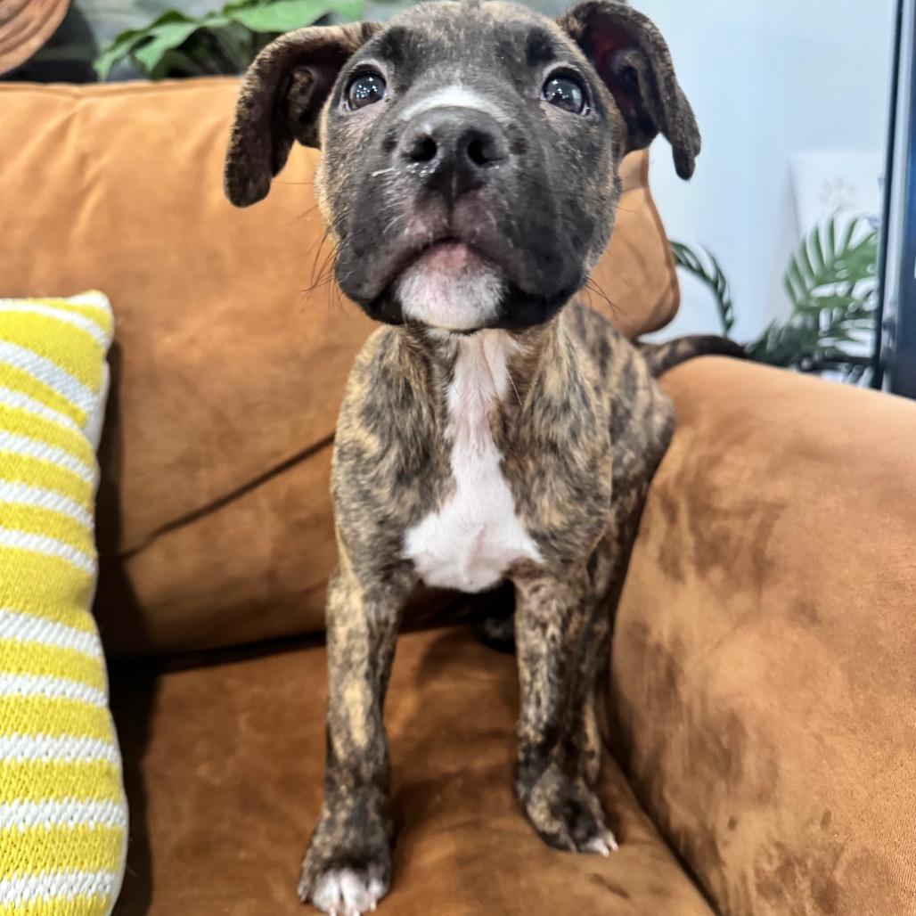 Enlarge BRUNO (683), a Adoptable mixed breed in Indiantown, FL image 5/5