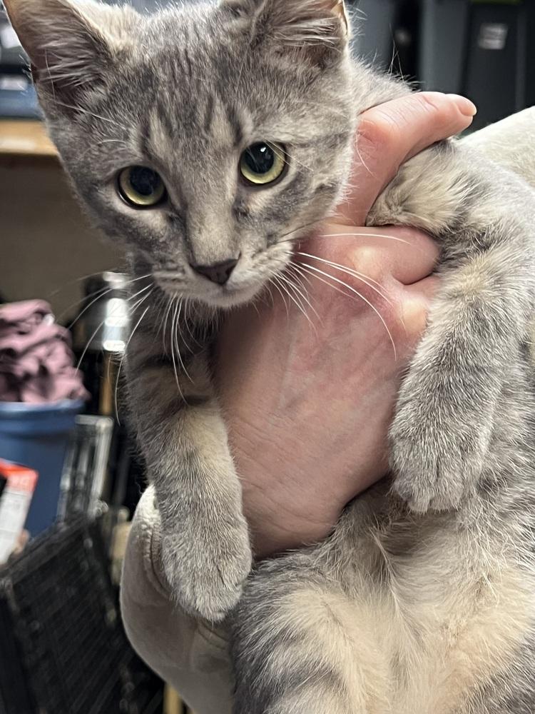 Enlarge Shimmer, a Adoptable Tabby in Mundelein, IL image 1/3