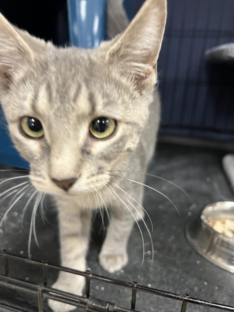 Enlarge Shimmer, a Adoptable Tabby in Mundelein, IL image 2/3