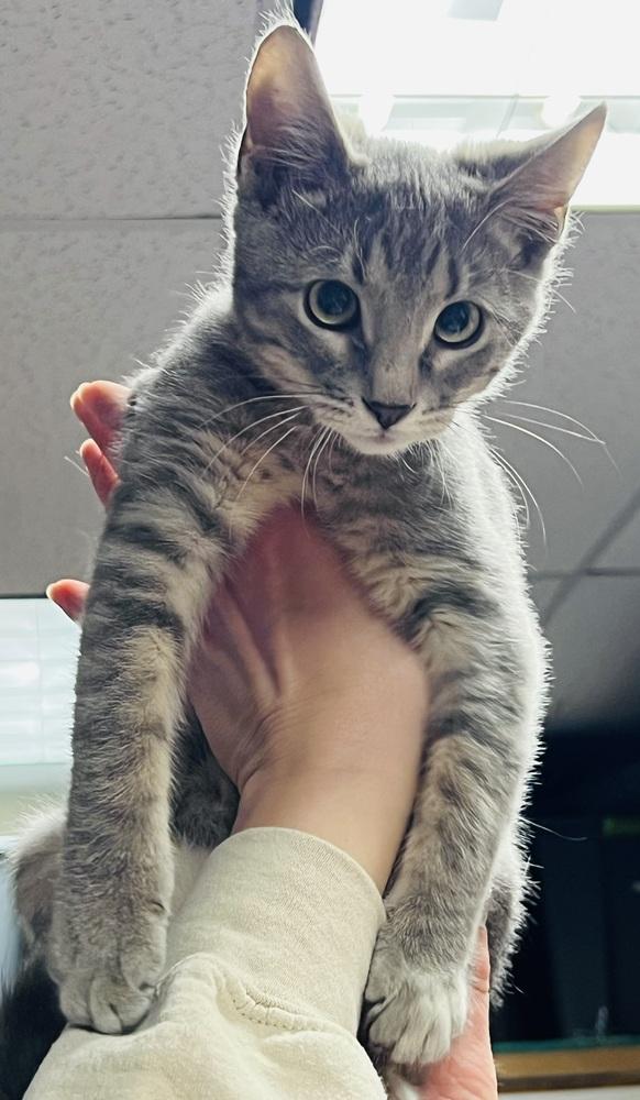 Enlarge Shimmer, a Adoptable Tabby in Mundelein, IL image 3/3