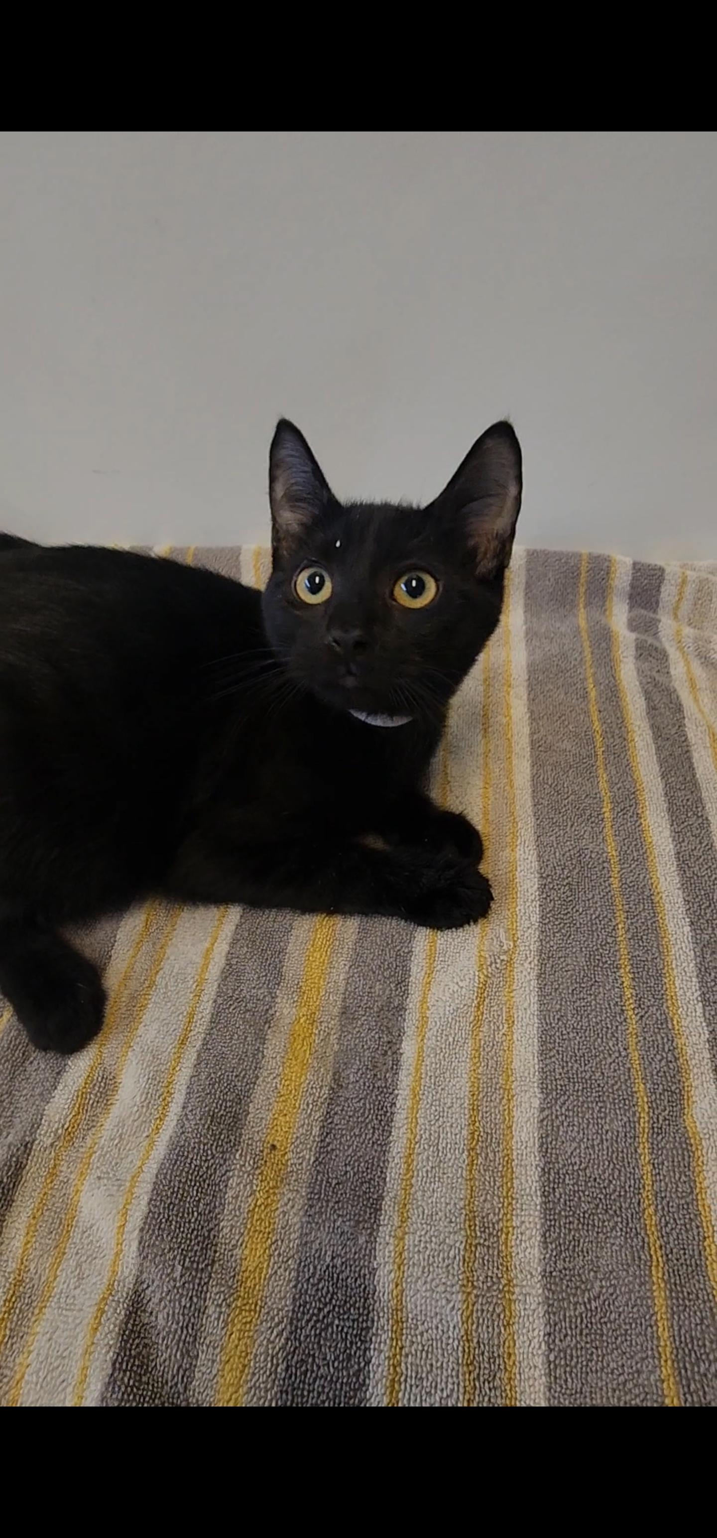 Enlarge Bonnie, a ADOPTABLE Domestic Short Hair in Tama, IA image 1/2